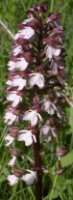 Orchis purpurea