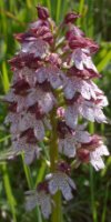 Orchis purpurea