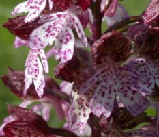 Orchis purpurea