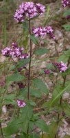 Origanum vulgare