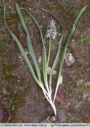 Ornithogalum boucheanum (śniedek Bouchego)