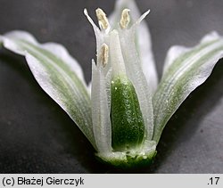 Ornithogalum boucheanum (śniedek Bouchego)