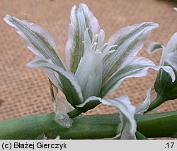 Ornithogalum boucheanum (śniedek Bouchego)