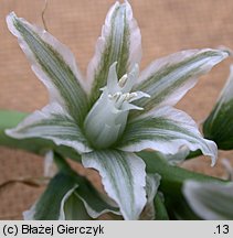 Ornithogalum boucheanum (śniedek Bouchego)