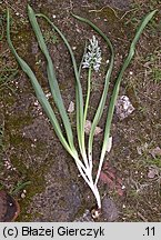 Ornithogalum boucheanum (śniedek Bouchego)