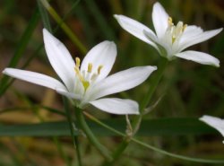 Ornithogalum angustifolium (śniedek baldaszkowaty)