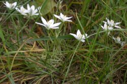 Ornithogalum angustifolium (śniedek baldaszkowaty)