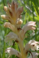 Orobanche caryophyllacea (zaraza przytuliowa)