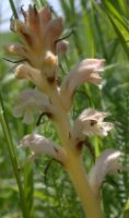 Orobanche caryophyllacea (zaraza przytuliowa)