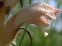 Orobanche caryophyllacea (zaraza przytuliowa)