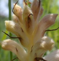 Orobanche caryophyllacea (zaraza przytuliowa)