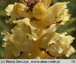 Orobanche alba (zaraza macierzankowa)