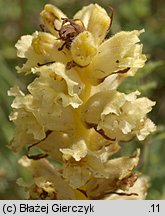 Orobanche alba (zaraza macierzankowa)