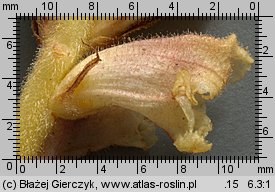 Orobanche alba (zaraza macierzankowa)