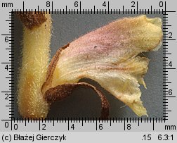 Orobanche alba (zaraza macierzankowa)