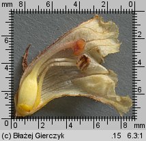 Orobanche alba (zaraza macierzankowa)