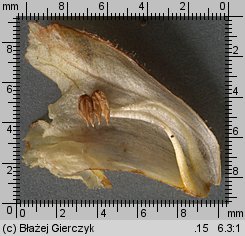 Orobanche alba (zaraza macierzankowa)