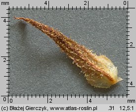 Orobanche alba (zaraza macierzankowa)