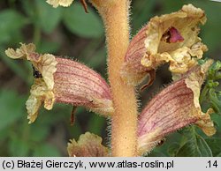 Orobanche alba (zaraza macierzankowa)