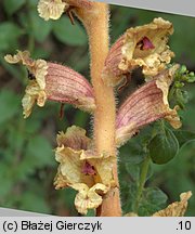 Orobanche alba (zaraza macierzankowa)