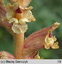 Orobanche alba (zaraza macierzankowa)