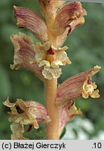 Orobanche alba (zaraza macierzankowa)