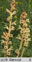 Orobanche alba (zaraza macierzankowa)