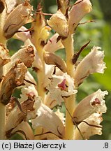 Orobanche alba (zaraza macierzankowa)