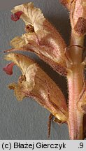 Orobanche alba (zaraza macierzankowa)