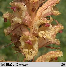 Orobanche alba (zaraza macierzankowa)