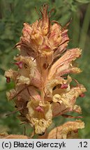 Orobanche alba (zaraza macierzankowa)