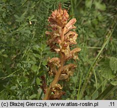 Orobanche alba (zaraza macierzankowa)