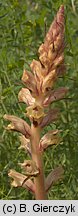 Orobanche alba (zaraza macierzankowa)