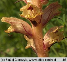 Orobanche alba (zaraza macierzankowa)