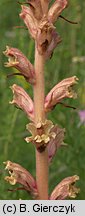 Orobanche alba (zaraza macierzankowa)