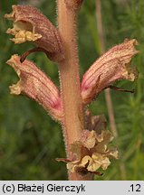 Orobanche alba (zaraza macierzankowa)