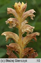 Orobanche alsatica (zaraza alzacka)