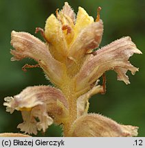 Orobanche alsatica (zaraza alzacka)