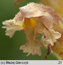 Orobanche alsatica (zaraza alzacka)