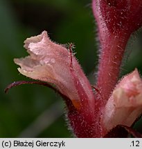 Orobanche kochii (zaraza Kocha)