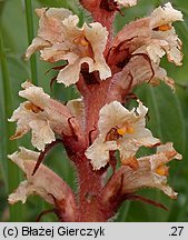 Orobanche kochii (zaraza Kocha)