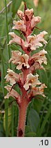 Orobanche centaurina (zaraza Kocha)