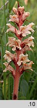 Orobanche kochii (zaraza Kocha)