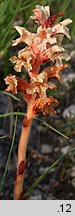 Orobanche kochii (zaraza Kocha)