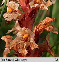 Orobanche kochii (zaraza Kocha)