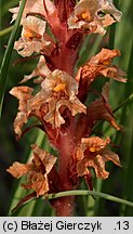 Orobanche kochii (zaraza Kocha)