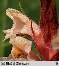 Orobanche centaurina (zaraza Kocha)