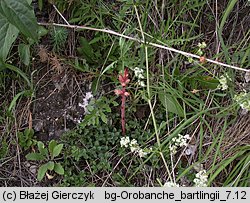 Orobanche kochii (zaraza Kocha)