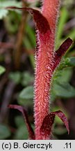 Orobanche kochii (zaraza Kocha)