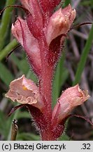 Orobanche kochii (zaraza Kocha)